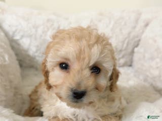 Maltipoo dogs Minnie - Ad 38