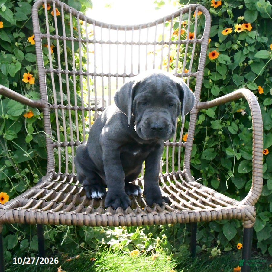 Cane Corso dogs for sale: Jazz - Ad 2