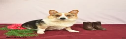 Welsh Corgi Pembroke dogs for sale: Twinkle  - Ad 6