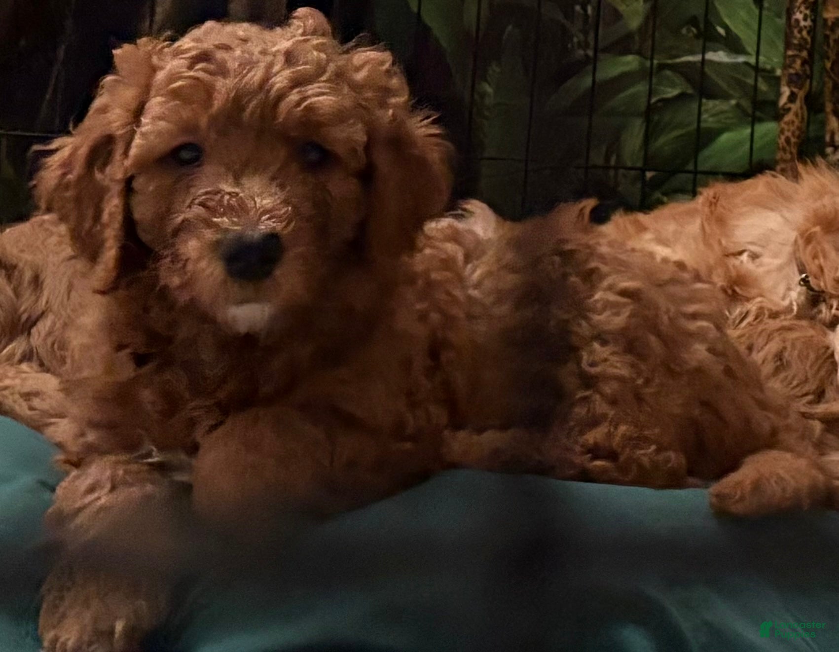 Goldendoodle dogs Shadow - Ad 1