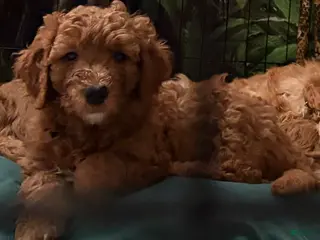 Goldendoodle dogs for sale: Shadow - Ad 3