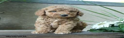 Miniature Poodle dogs for sale: Gregory - Ad 2