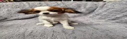 Cavalier King Charles Spaniel dogs for sale: Cavalier King Charles Spaniel 2 - Ad 2