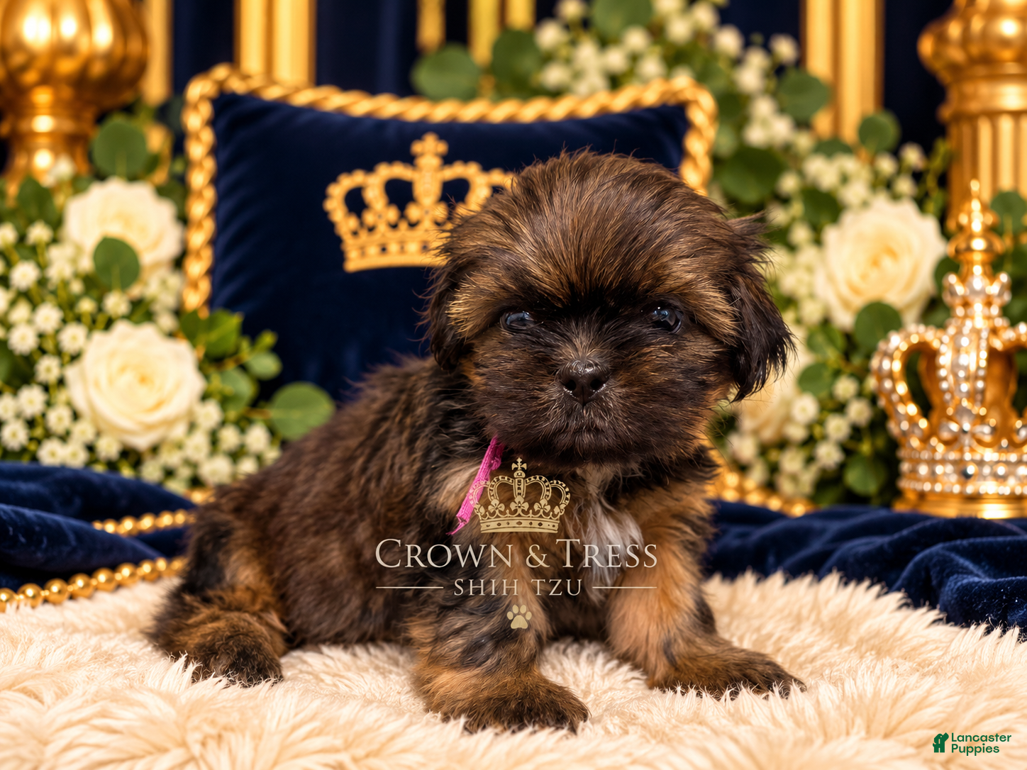 Shih Tzu (Shih Tzu, Female) in Xenia, OH