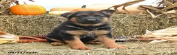 German Shepherd dogs for sale: Lucky - Ad 4