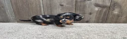 Miniature Dachshund dogs for sale: Gunner - Ad 5