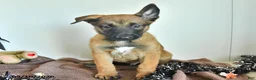 Belgian Malinois dogs for sale: Sevenis - Ad 3