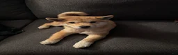 Shiba Inu dogs for sale: Shiba Inu 1 - Ad 6