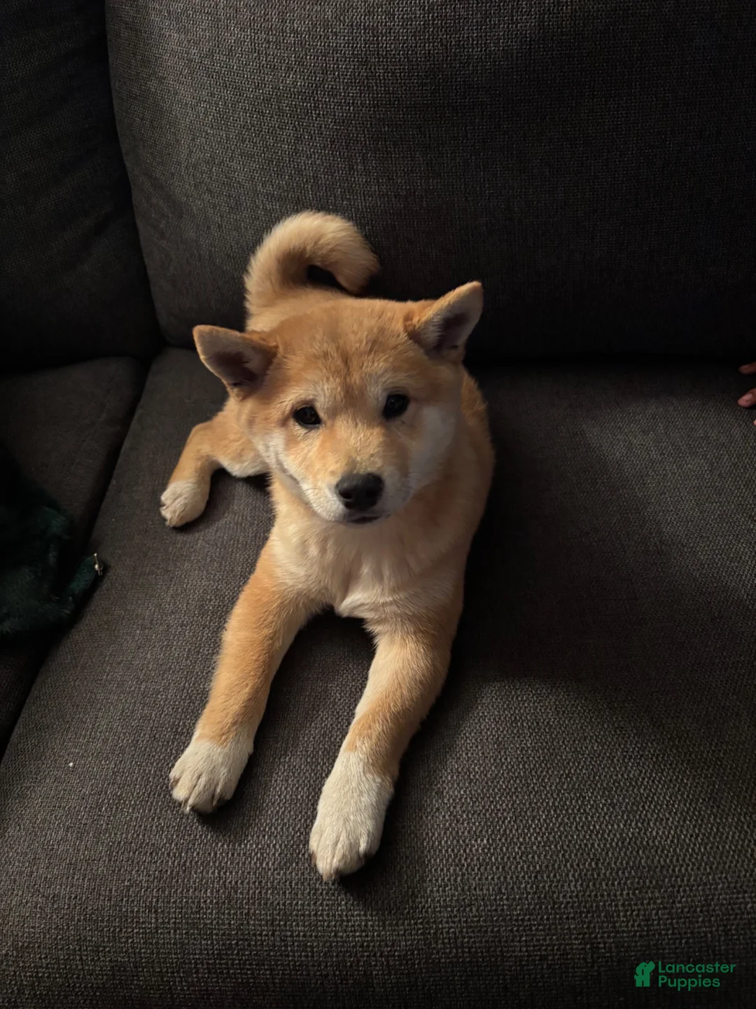 Shiba Inu dogs for sale: Shiba Inu 1 - Ad 6