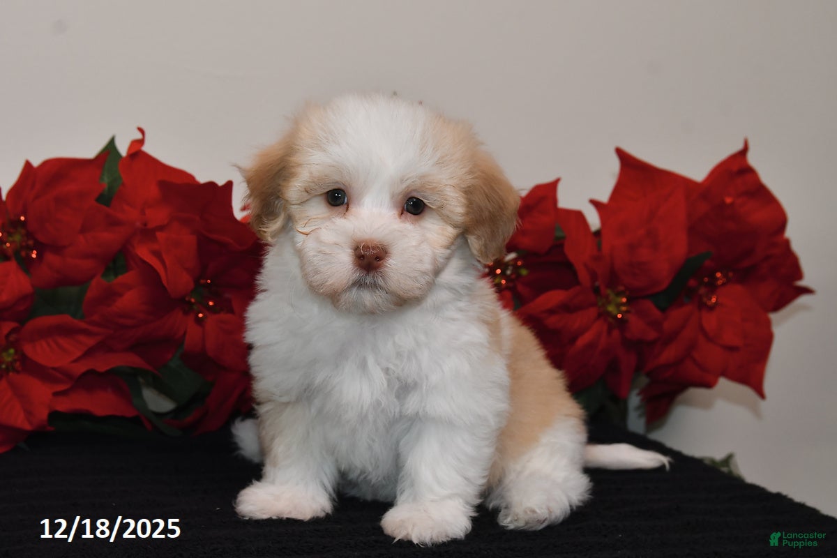Havanese dogs Bella   - Ad 35