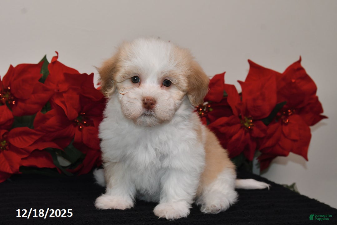 Havanese dogs for sale: Bella   - Ad 1