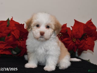 Havanese dogs Bella - Ad 36