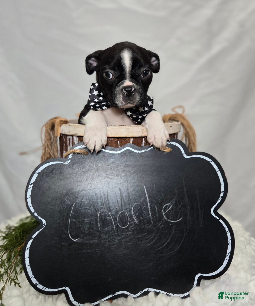 Boston Terrier dogs for sale: Charlie - Ad 4