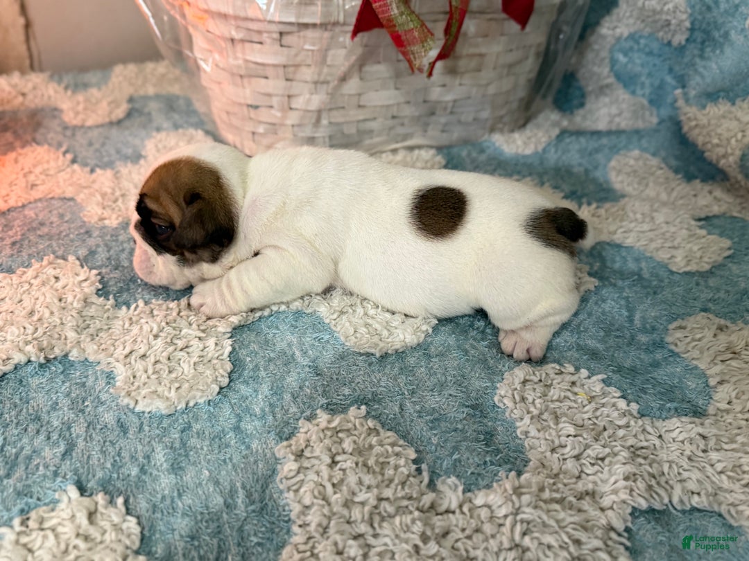 English Bulldog dogs for sale: English Bulldog Puppy 1 - Ad 3