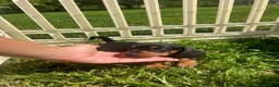 Miniature Dachshund dogs for sale: Todd - Ad 4