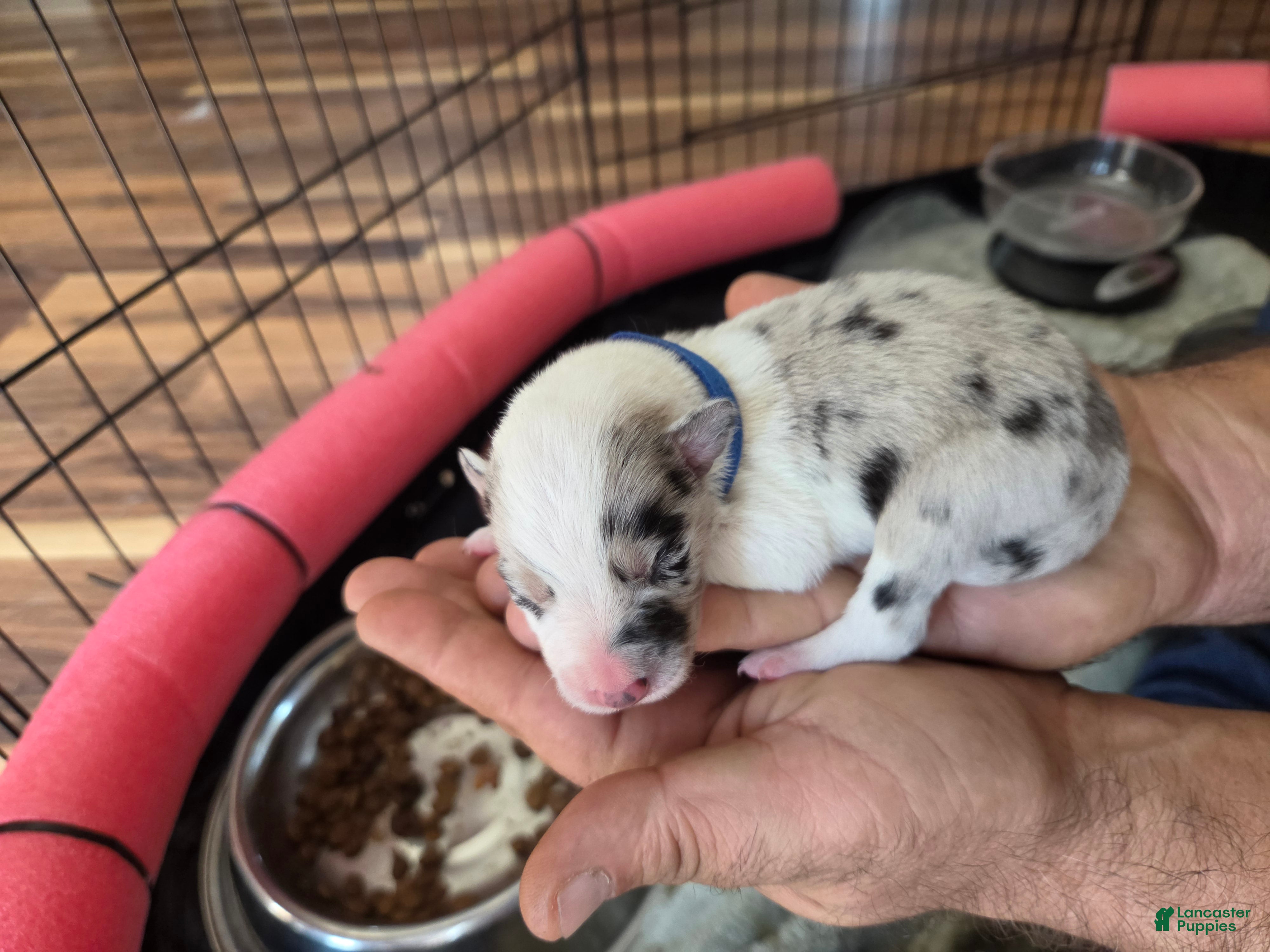 Border Collie dogs Border Collie (blue) - Ad 23