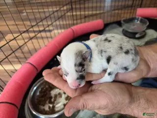 Border Collie dogs Border Collie (blue) - Ad 23