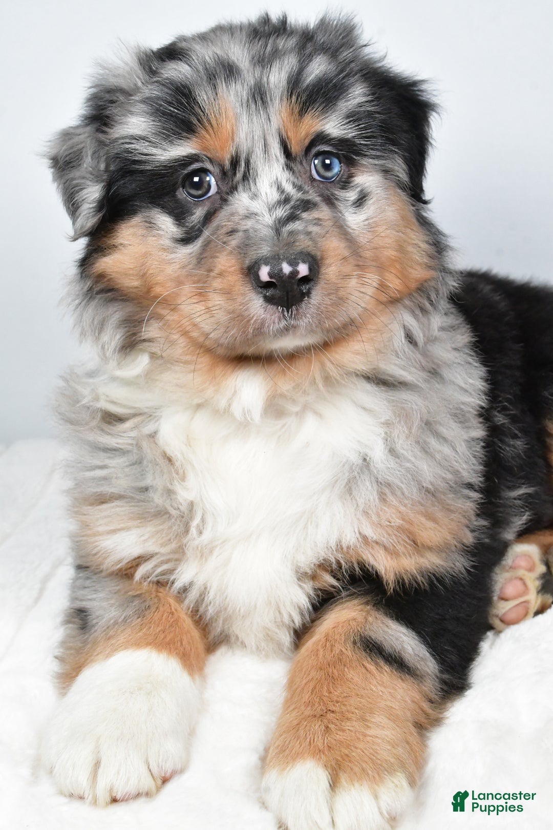 Australian Shepherd dogs for sale: Diesel - Ad 4