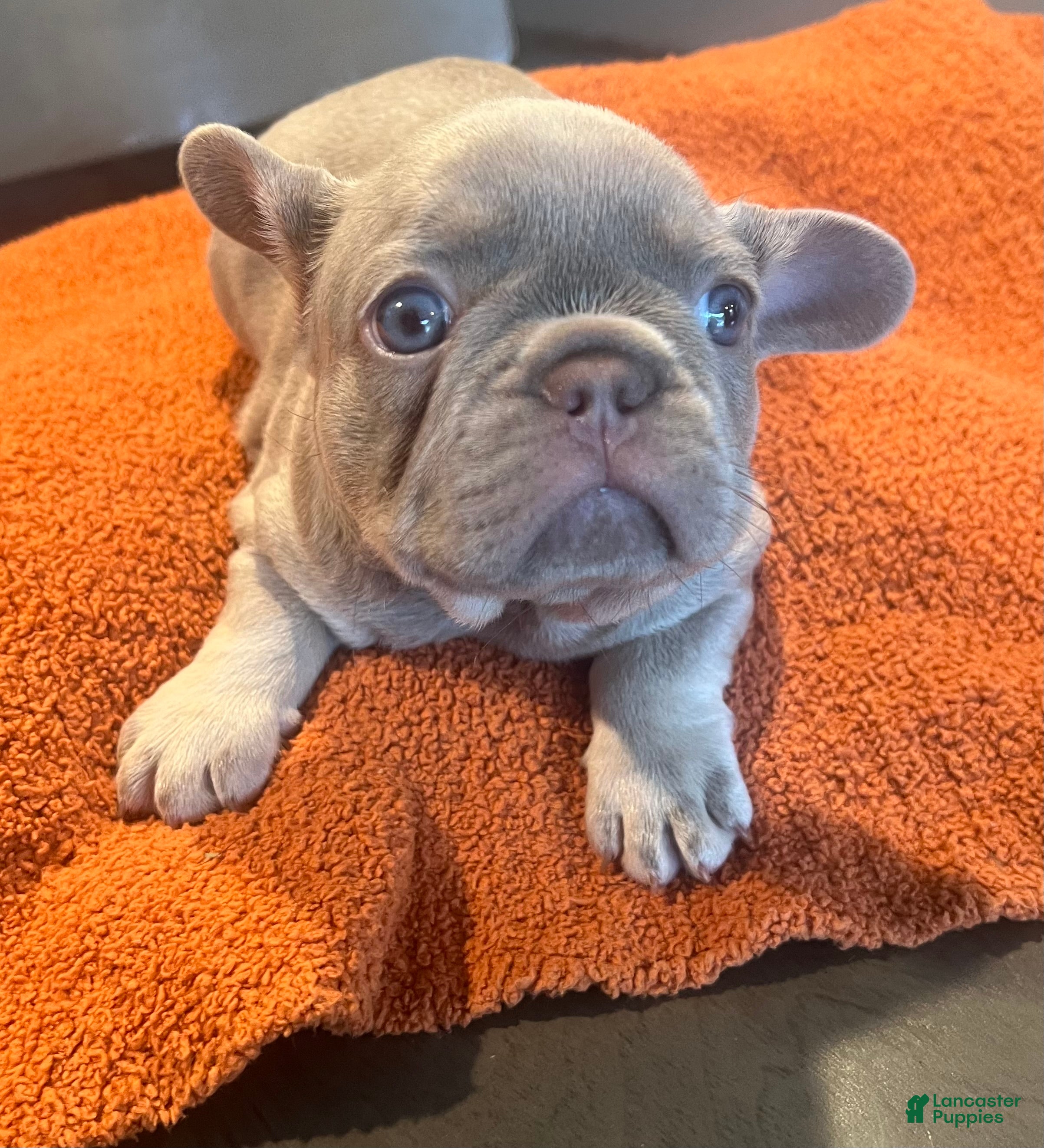 French Bulldog dogs Orange_M_2026 - Ad 1
