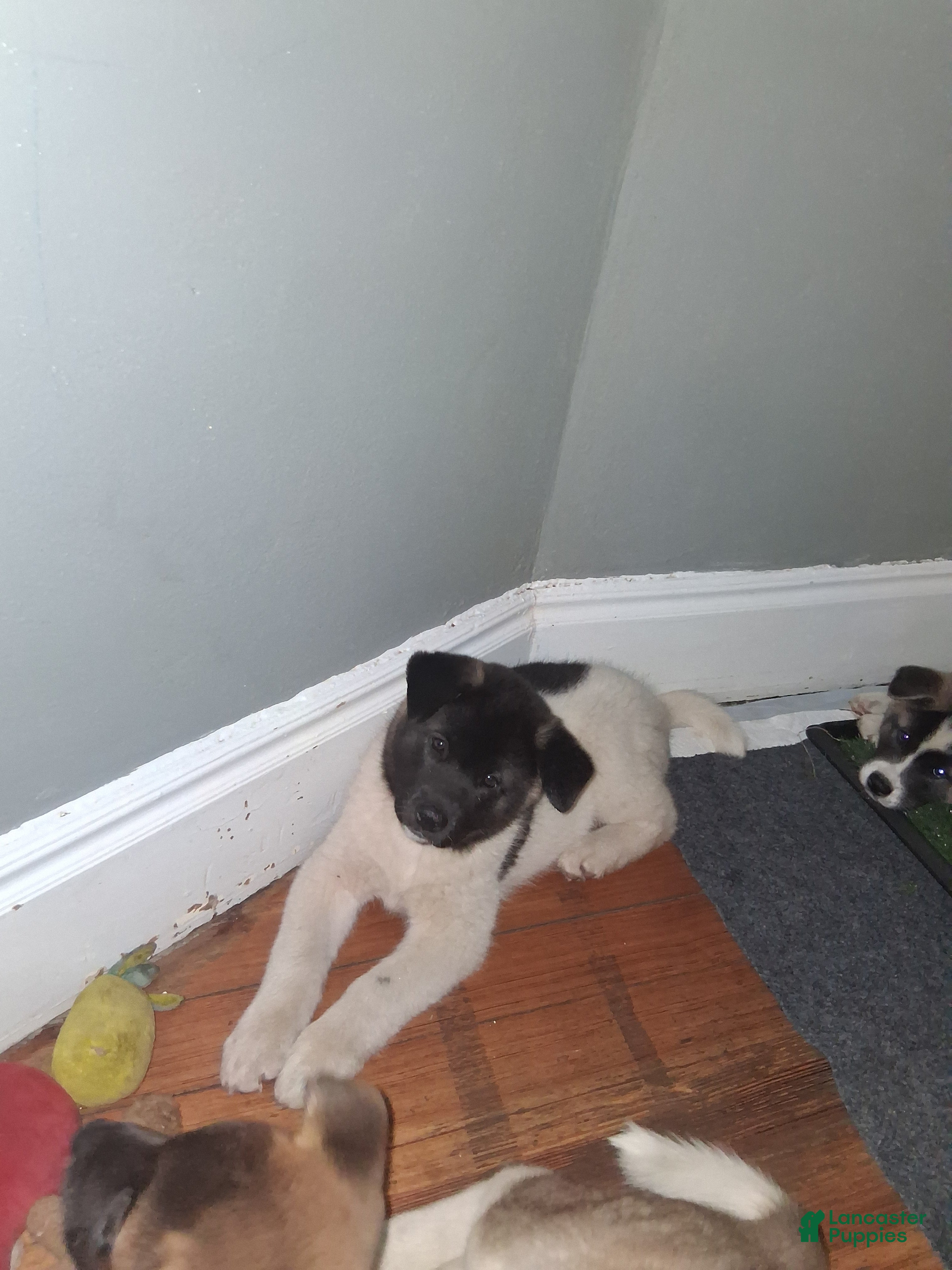 Akita dogs Akita 5 - Ad 28