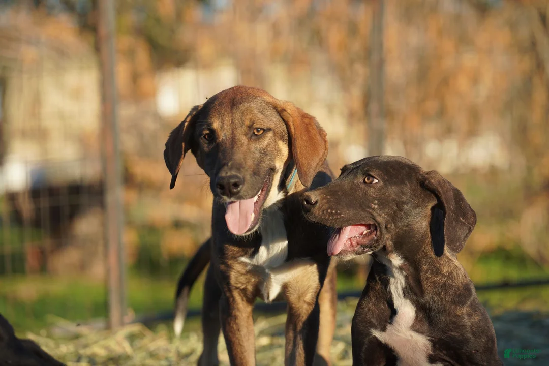 Mixed Breed dogs for sale: Pluto Tiscar Farm Dog - Ad 1