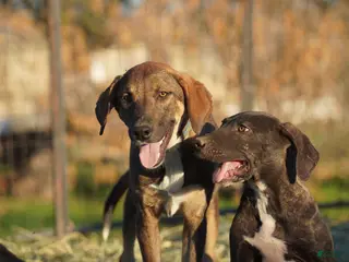 Mixed Breed dogs Pluto Tiscar Farm Dog - Ad 3