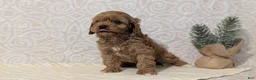 Cavapoo dogs for sale: Romeo - Ad 8