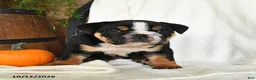 English Bulldog dogs for sale: Pumpkin - Ad 5