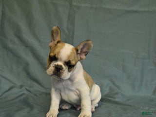 French Bulldog dogs - Ad 20