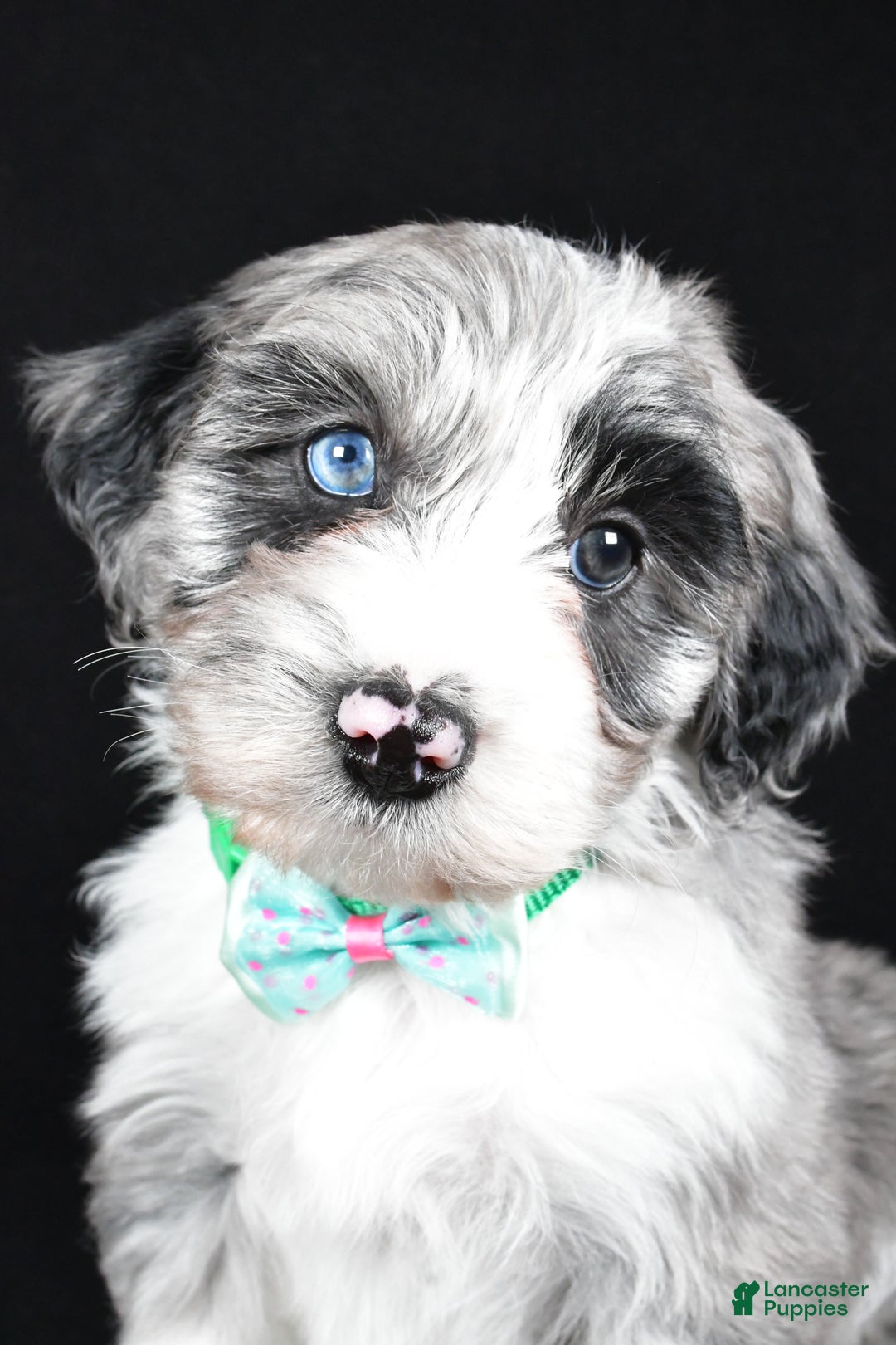 Sheepadoodle dogs for sale: Chase - Ad 6