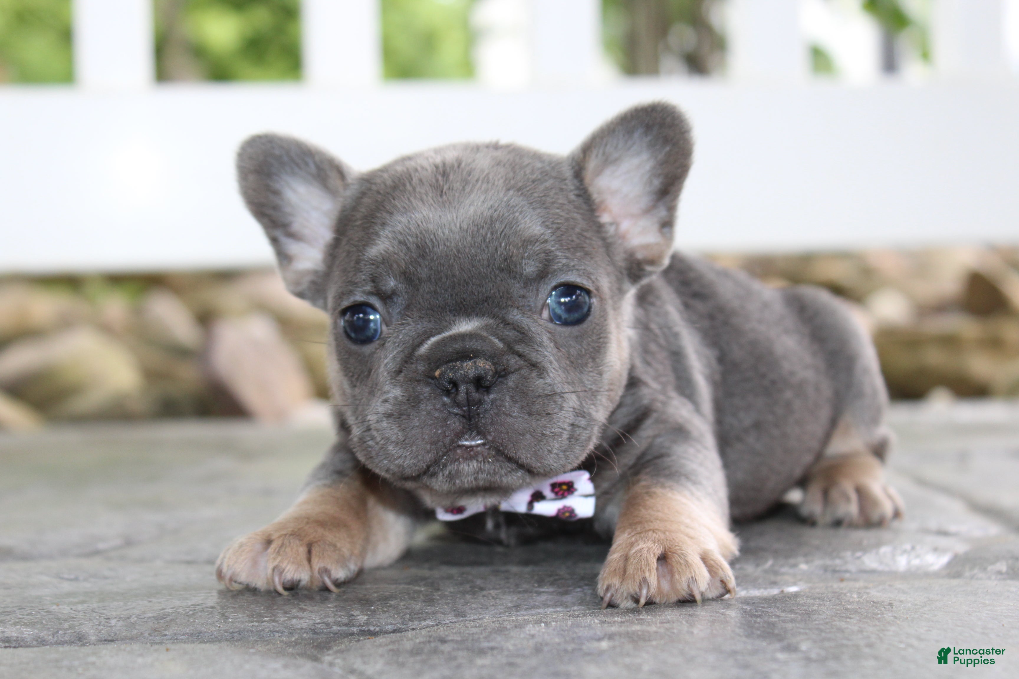 French Bulldog dogs for sale: AKC Zoe - Ad 5