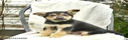 Mixed Breed dogs for sale: Puffin  - Ad 3