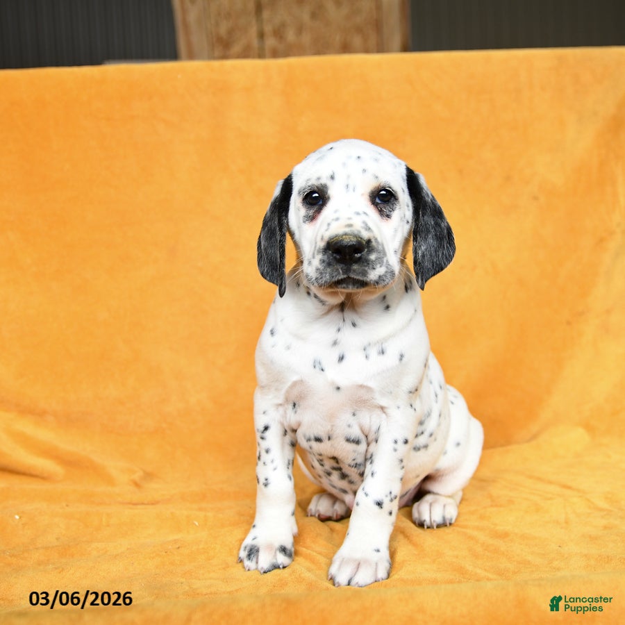 Dalmatian dogs Cleo - Ad 2