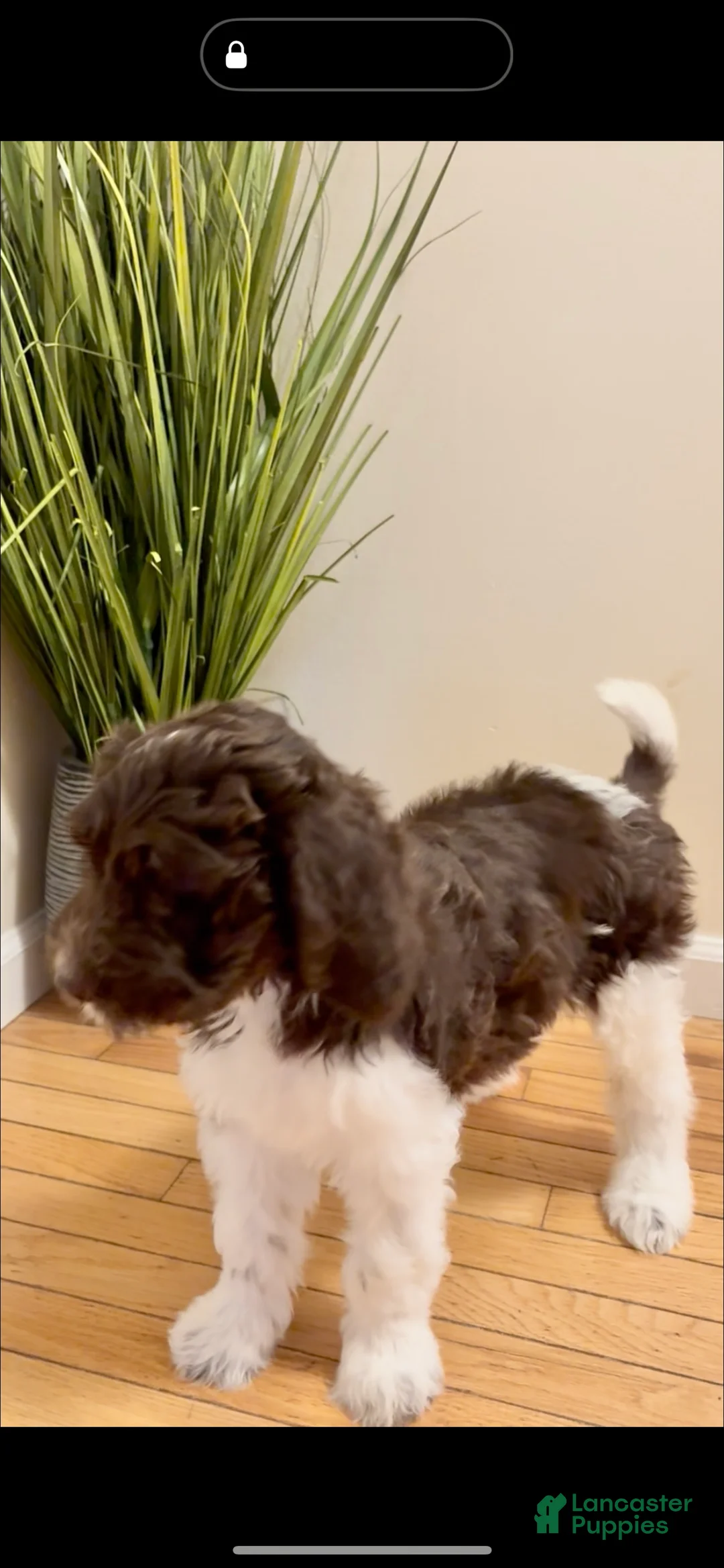 Double Doodle dogs for sale: Comet - Ad 2