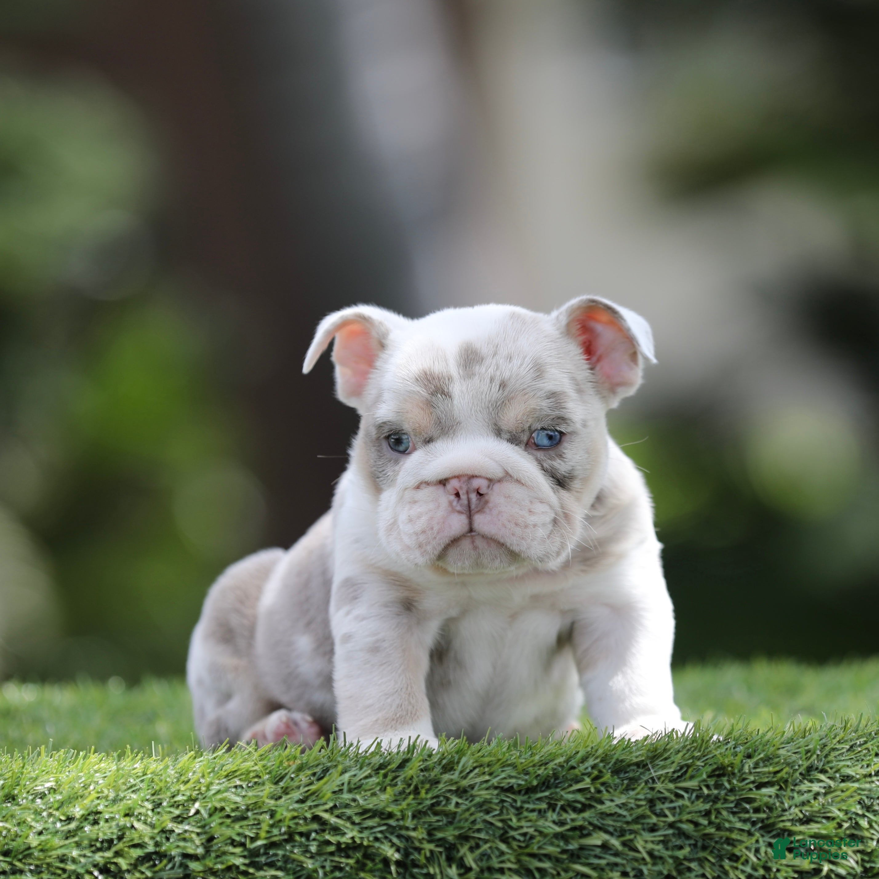 English Bulldog dogs English Bulldog Puppy 4 - Ad 9