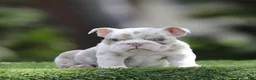 English Bulldog dogs for sale: English Bulldog Puppy 4 - Ad 1