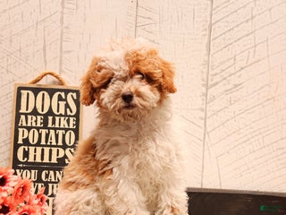 Bichpoo dogs - Ad 20