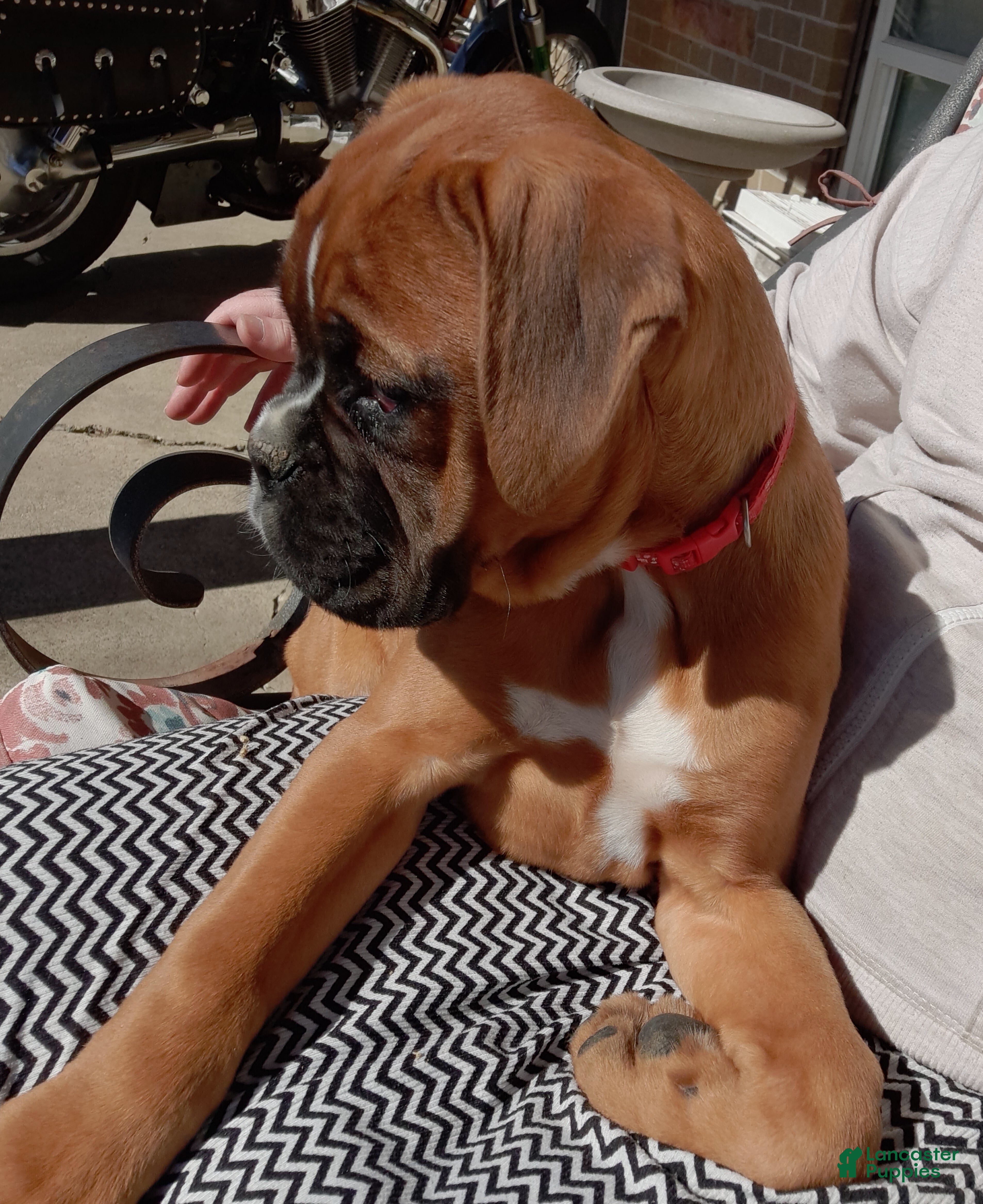 Boxer dogs Renley - Ad 2