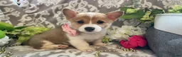 Welsh Corgi Pembroke dogs for sale: Mandy - Ad 2