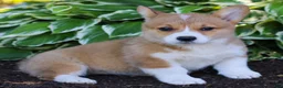 Welsh Corgi Pembroke dogs for sale: Kira  - Ad 3