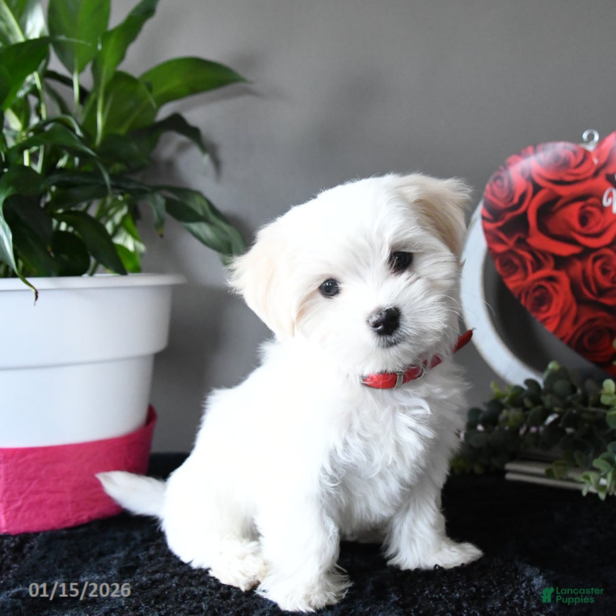 Maltese dogs Sugar - Ad 18