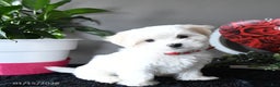 Maltese dogs for sale: Sugar - Ad 1