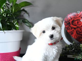Maltese dogs Sugar - Ad 33