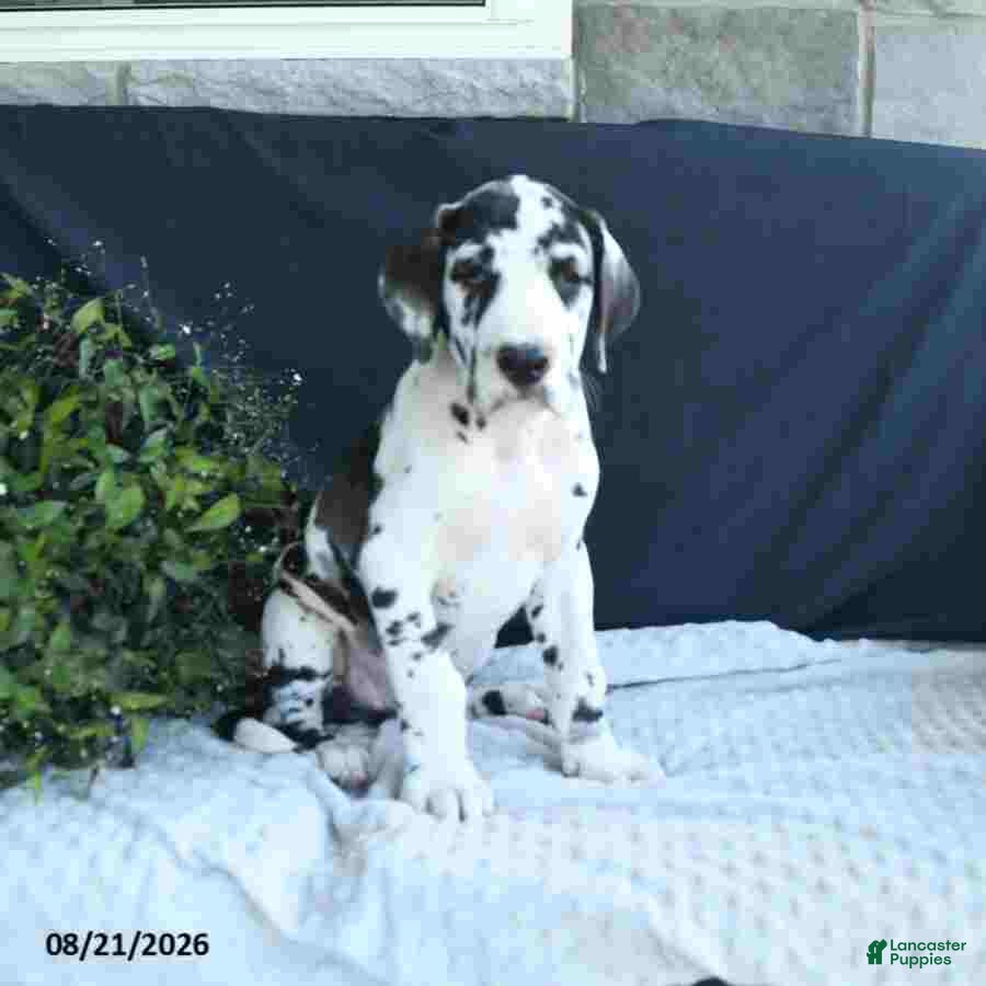 Great Dane dogs Ally - Ad 2