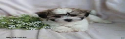 Teddy Bear dogs for sale: Easton - Ad 4