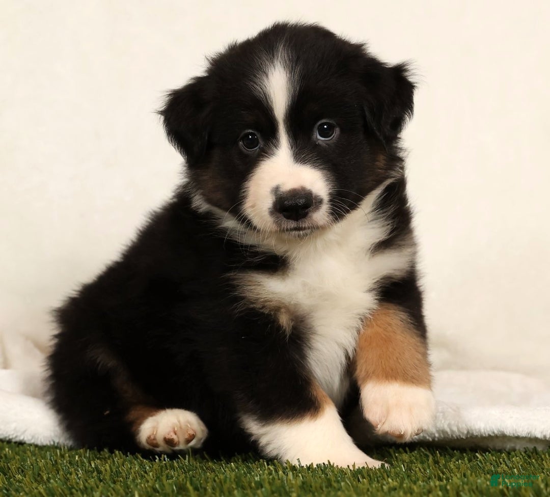 Miniature Australian Shepherd dogs for sale: Duke - Ad 4