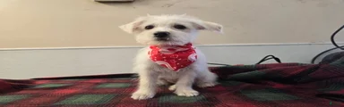Westiepoo Puppy 2