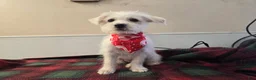 Westiepoo dogs for sale: Westiepoo Puppy 2 - Ad 1