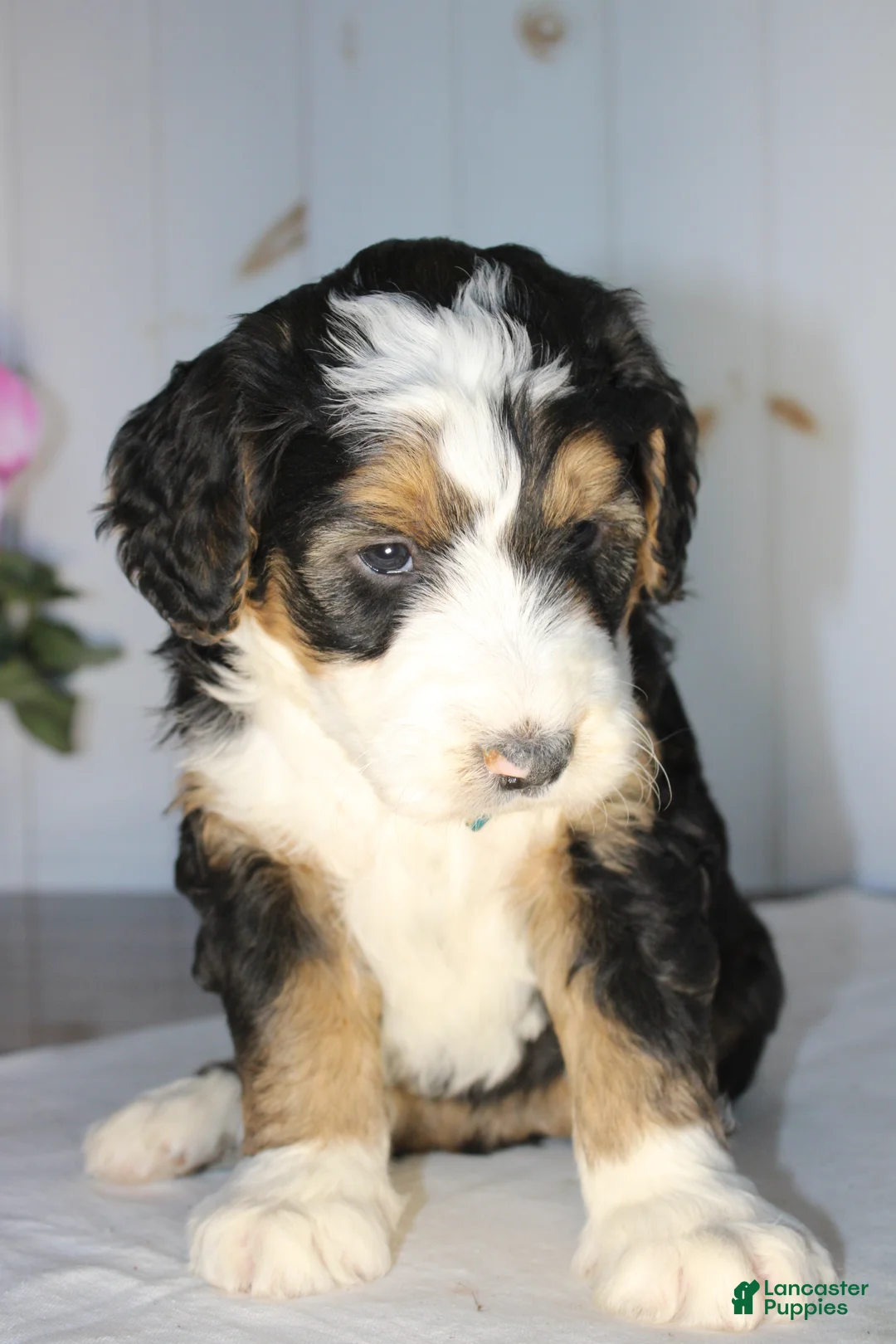 Bernedoodle dogs for sale: Valentine - Ad 3