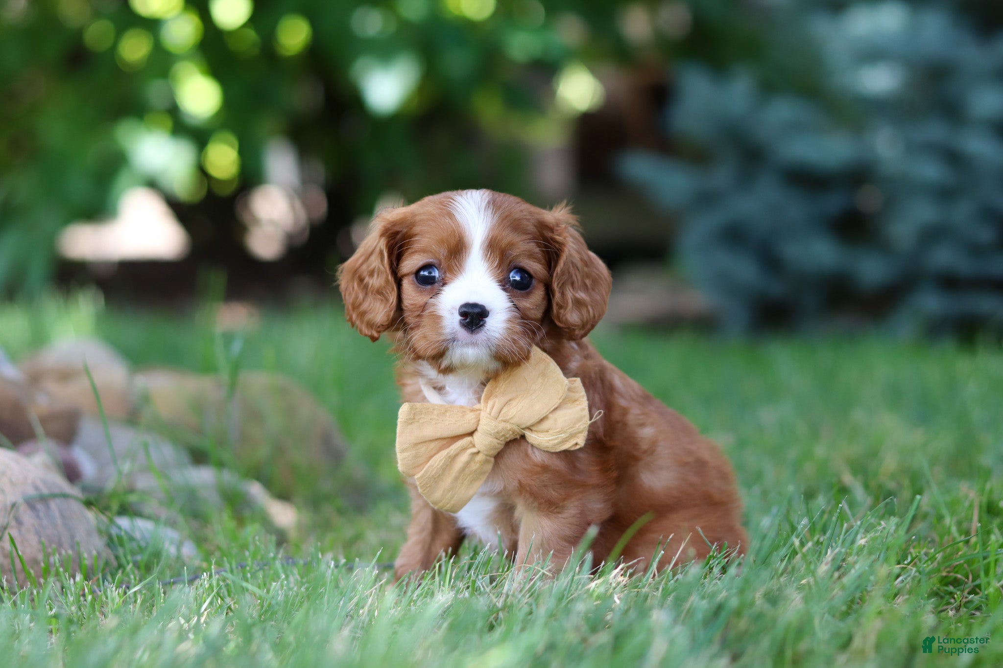 Cavalier King Charles Spaniel dogs Buddy - Ad 1